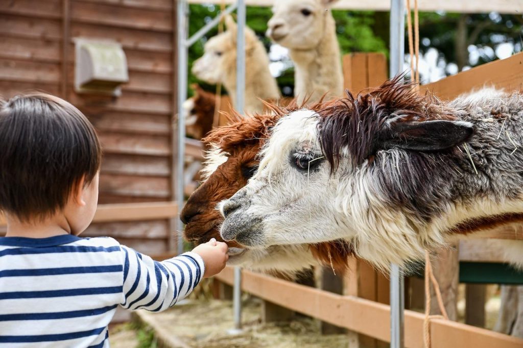 Kinderboerderij Hoogeveen met bezoekers en dieren, een gezinsvriendelijke activiteit in een groene omgeving